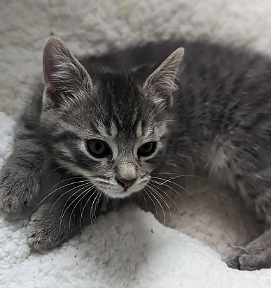 Representational Image