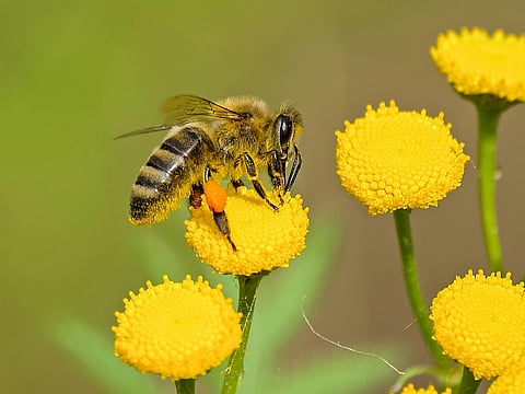 How Accurate Are Honeybees In Identifying Lung Cancer?