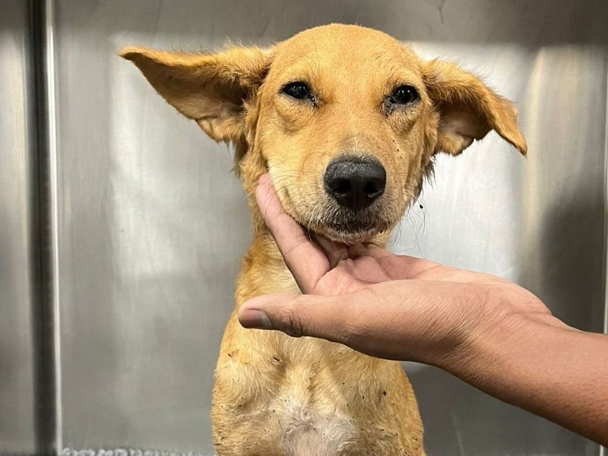 In the post, Ratan Tata also said that the medical staff at his animal hospital requires blood for a seven-month-old dog admitted for a “suspected tick fever and life-threatening anaemia.”

