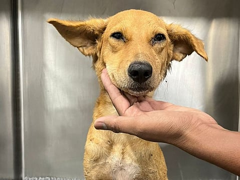 'Mumbai, Need Your Help': Ratan Tata's Post Seeking Blood Donor For Dog Melts Hearts  