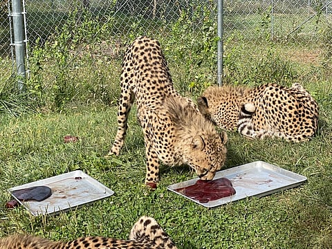 Animals feeding on bloodsicles (FILE).