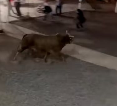 Representational Image : Farmer Dies In Bull Attack  |