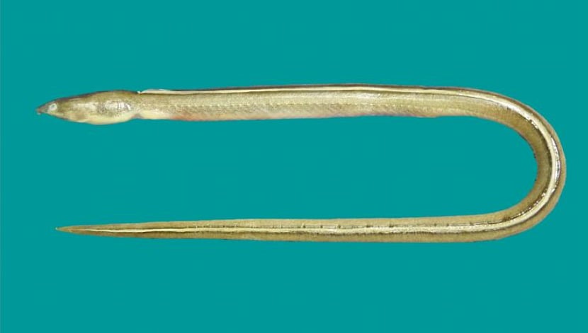 Representational Image : ZSI Scientists Discover A New Species Of Snake Eel