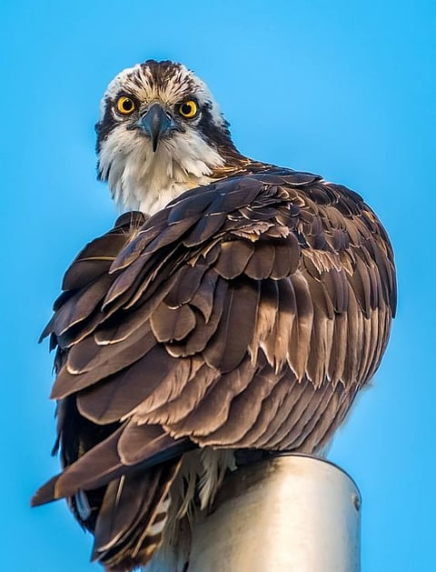 Osprey