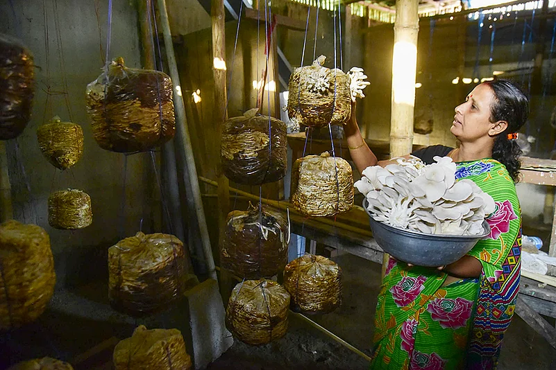 mushrooms harvesting in Assam