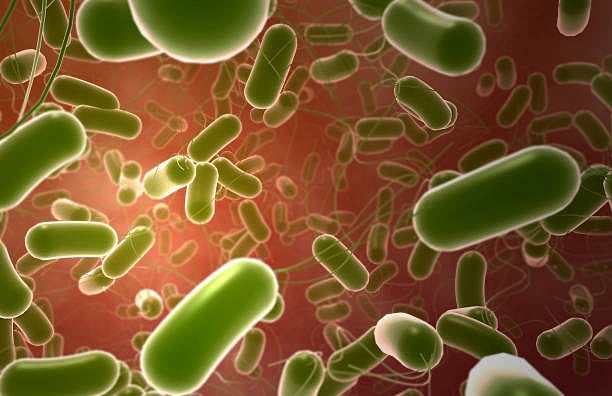 Representational/Getty Images : The free-living amoeba which is found in contaminated rivers. | 