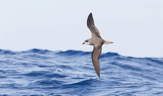Desertas Petrels - Pinterest