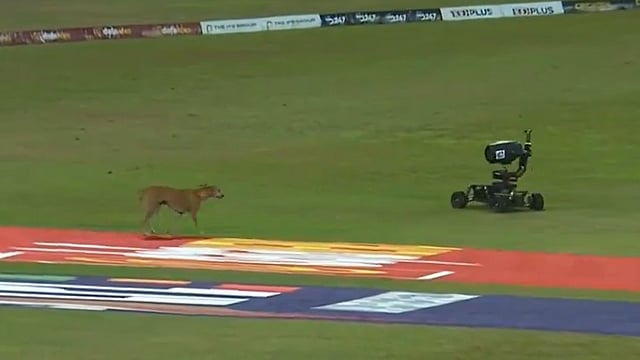 Dog Vs Buggy Cam Battle Steals The Show In Lanka Premier League 2024 Final - Watch Video