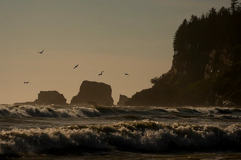 Pelicans fly near the shore as waves from the Pacific Ocean roll in Tuesday, May 14, 2024, on the Quinault reservation in Taholah, Washington, US. Facing increased flooding from a rising Pacific, the tribe has been working for over a decade to relocate Taholah, their largest village, to a new site on higher ground.  - (AP Photo/Lindsey Wasson)