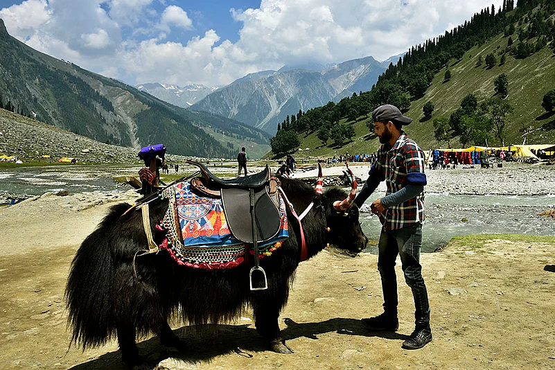 Riyaz Ahmad waiting for tourist with his Yak 
 at Thajwas area of Sonamarg.