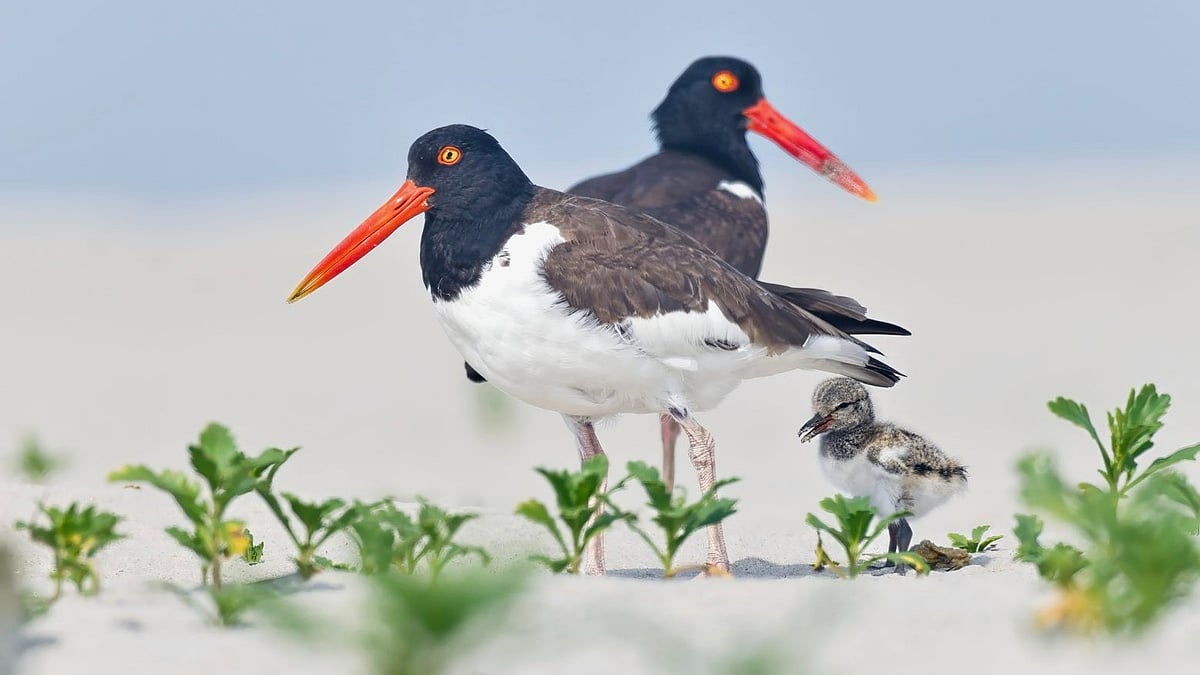 X : American Oyestercatchers