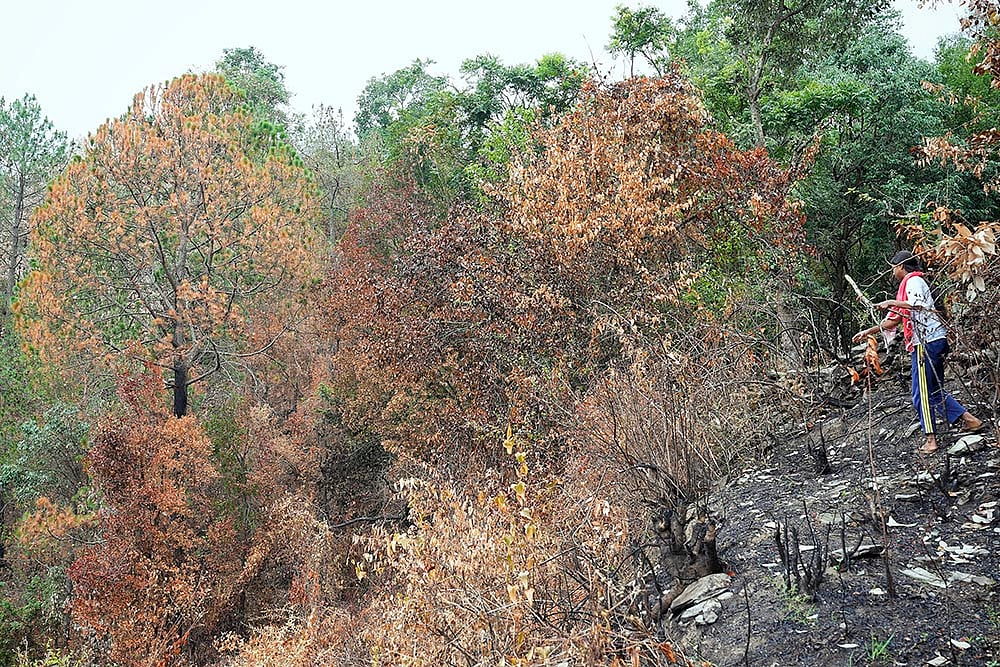 Aftermath of forest fire in Pauri