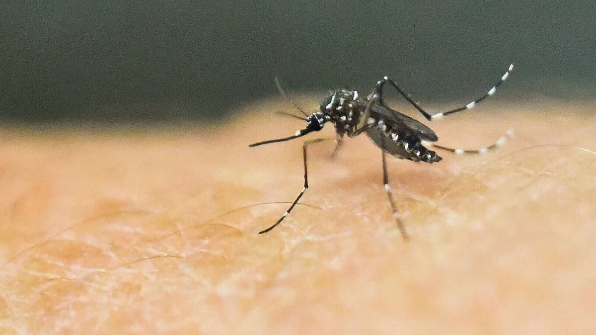PTI : Dengue cases on rise in Karnataka.(Representational image) |