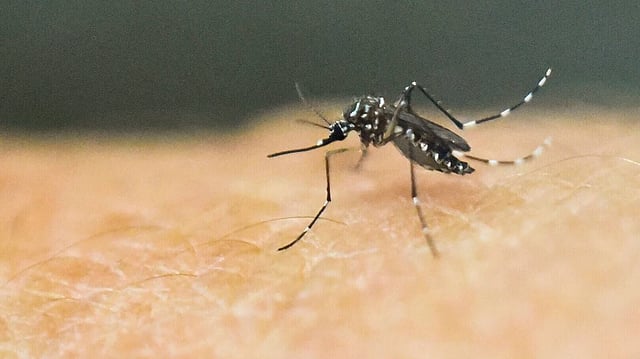 Karnataka: BJP Criticises Health Minister For Swimming Amid Dengue Spike, He Hits Back With ‘Exercise’ Jibe 