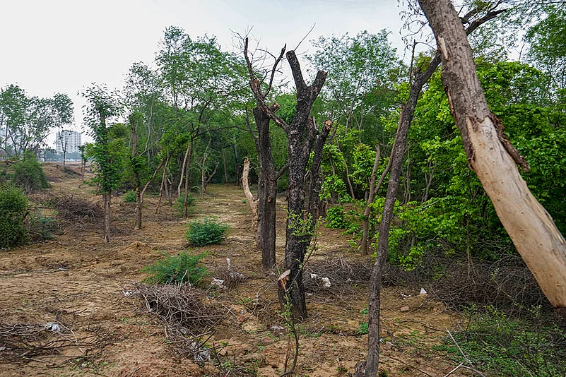 1100 trees illegally cut at SAARC Chowk, Satbari Chhattarpur in Delhi