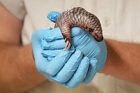 AP : Rare Chinese Pangolin |