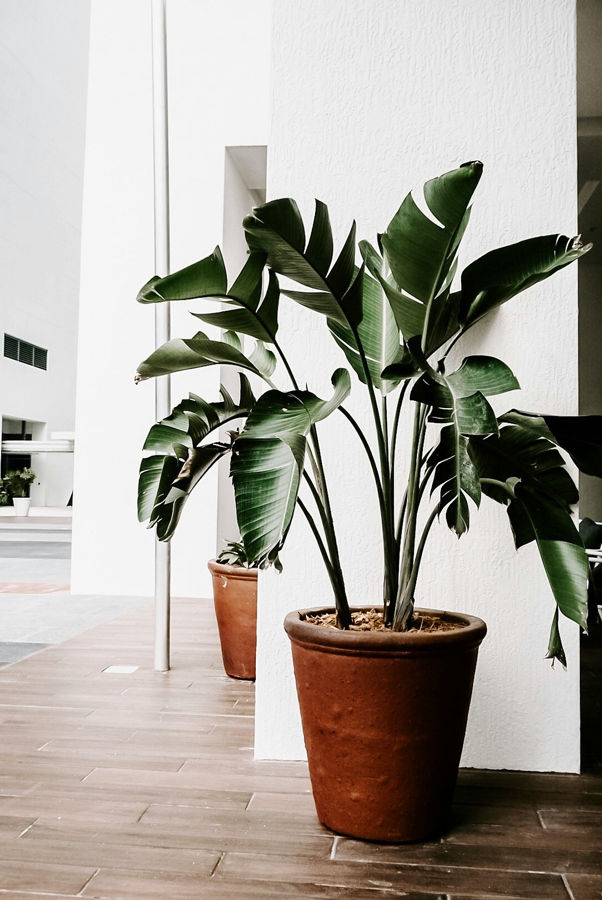 Transform Your Home With These 7 Must-Have Indoor Plants