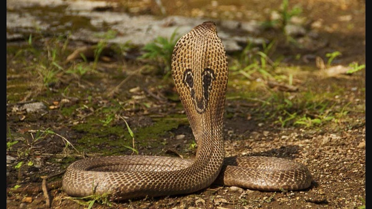 Representational/PTI