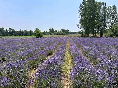 Lavender: Bhaderwah’s Answer To Climate Change Woes 