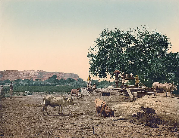 Cow Slaughter In Madhya Pradesh