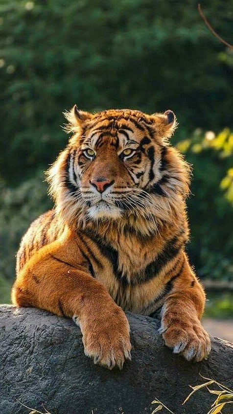Pinterest : Tiger