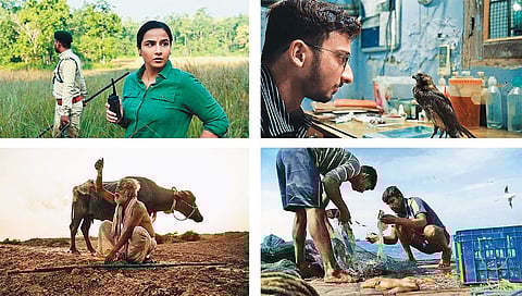 An Unflinching Gaze: (Clockwise from right) Screengrabs from All that Breathes, Against the Tide, Kadvi Hawa and Sherni