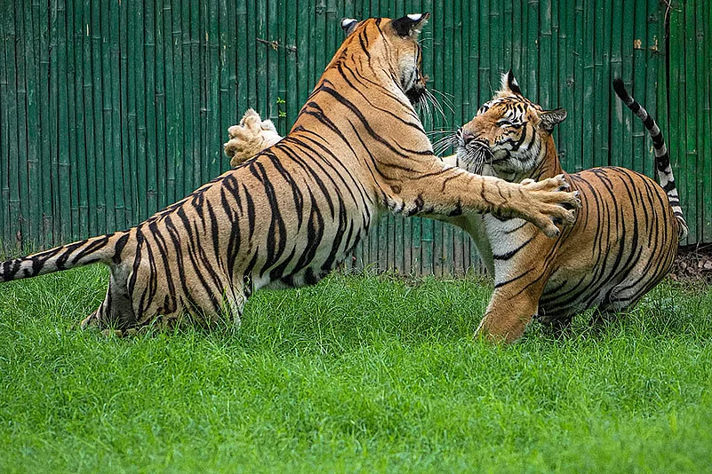 Royal Bengal tigers in Delhi zoo