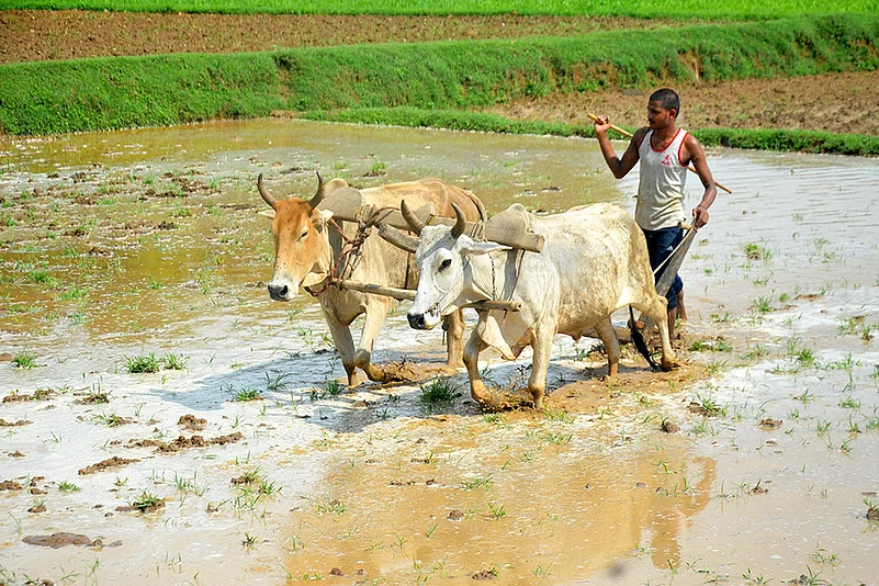 Agriculture: Paddy cultivation at Amrawati village in Mirzapur district