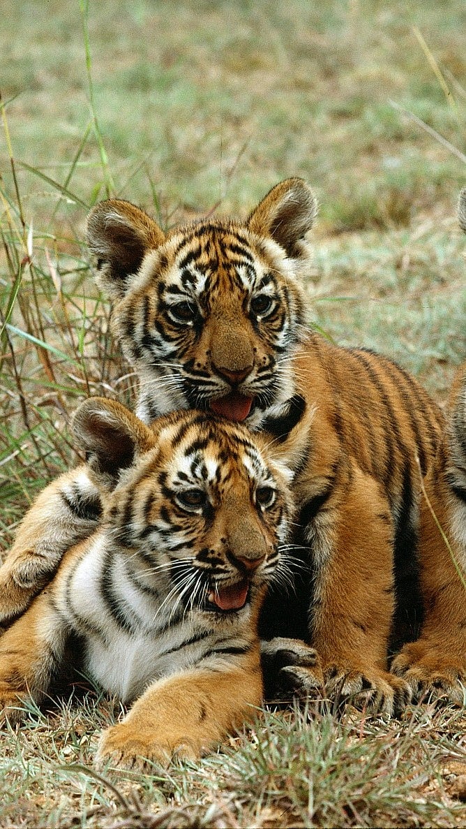 UN : International Tiger Day was announced with an aim to unite all tiger range countries in a concerted effort to enhance tiger conservation and management worldwide