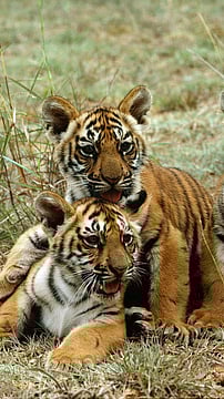 World Tiger Day: India's Tiger Population, Reasons For Poaching | Wild Cat Facts