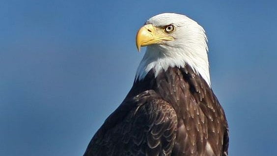 Bald Eagle is officially America's national bird. - Pinterest