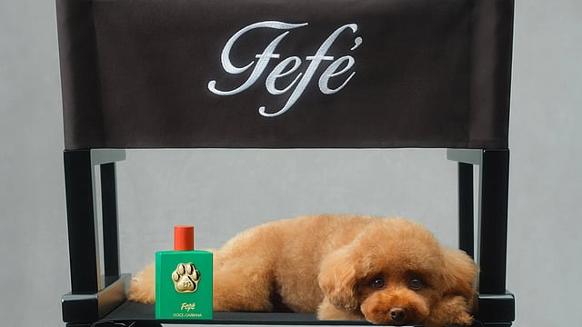 Dolce & Gabbana Launches Designer Perfume 'Fefé' For Furry Friends