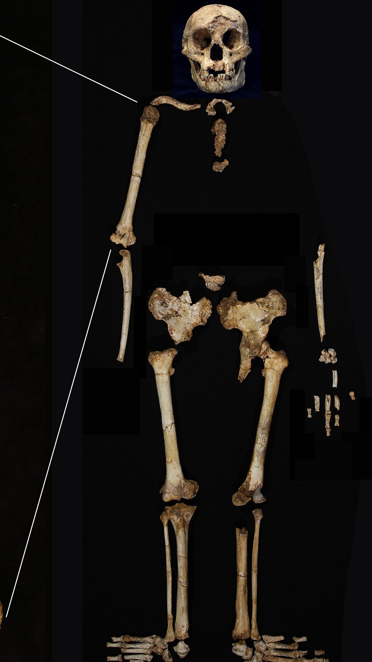 AP : Hobbit fossil found in Indonesia