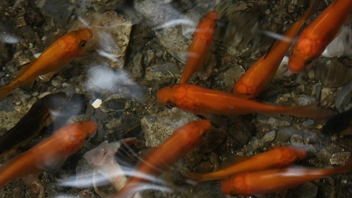 Fishes swimming in the puddle aquarium.