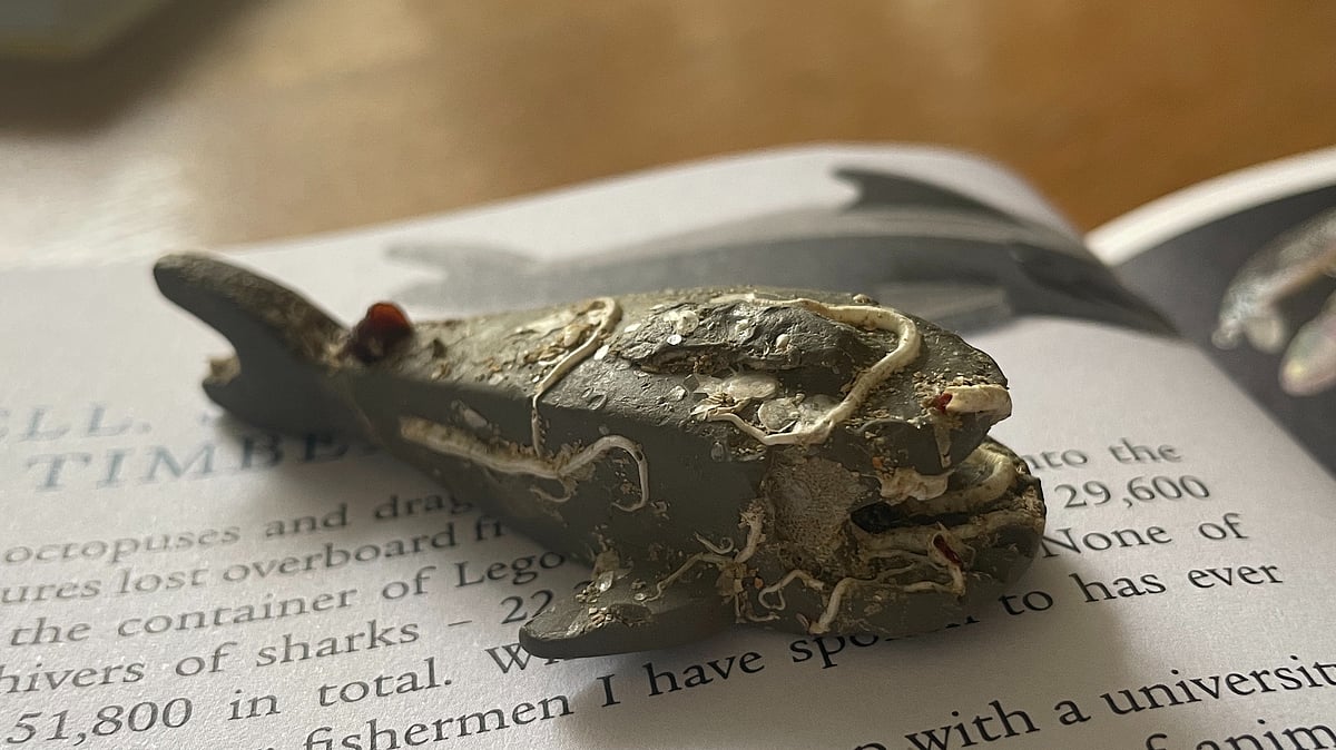 X : Discovered 20 miles south of Penzance, the toy is the first shark reported from the spill. 