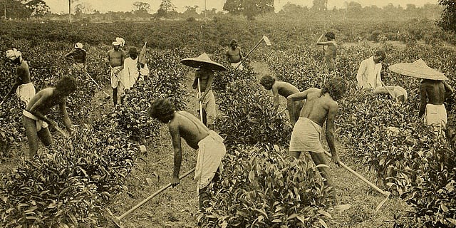 The Great Indian Tea Story