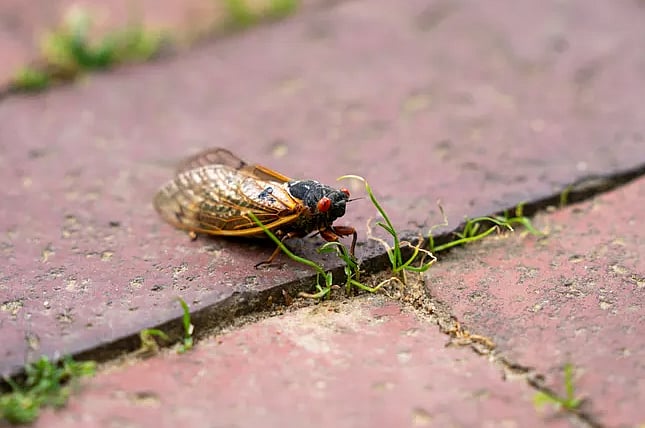 Itch Mites Cicadas