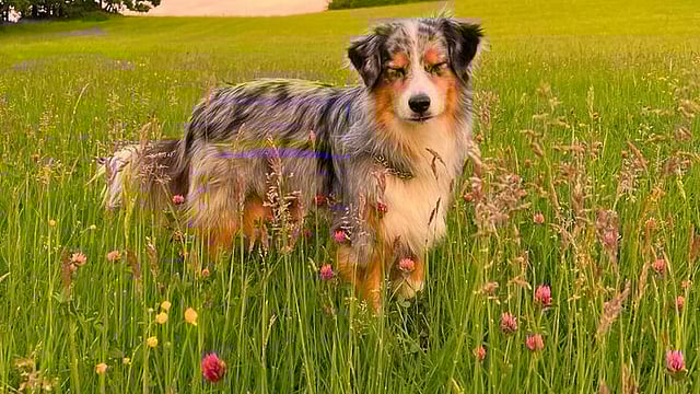 Can Your Dog See Colors? Know How Dogs See The World