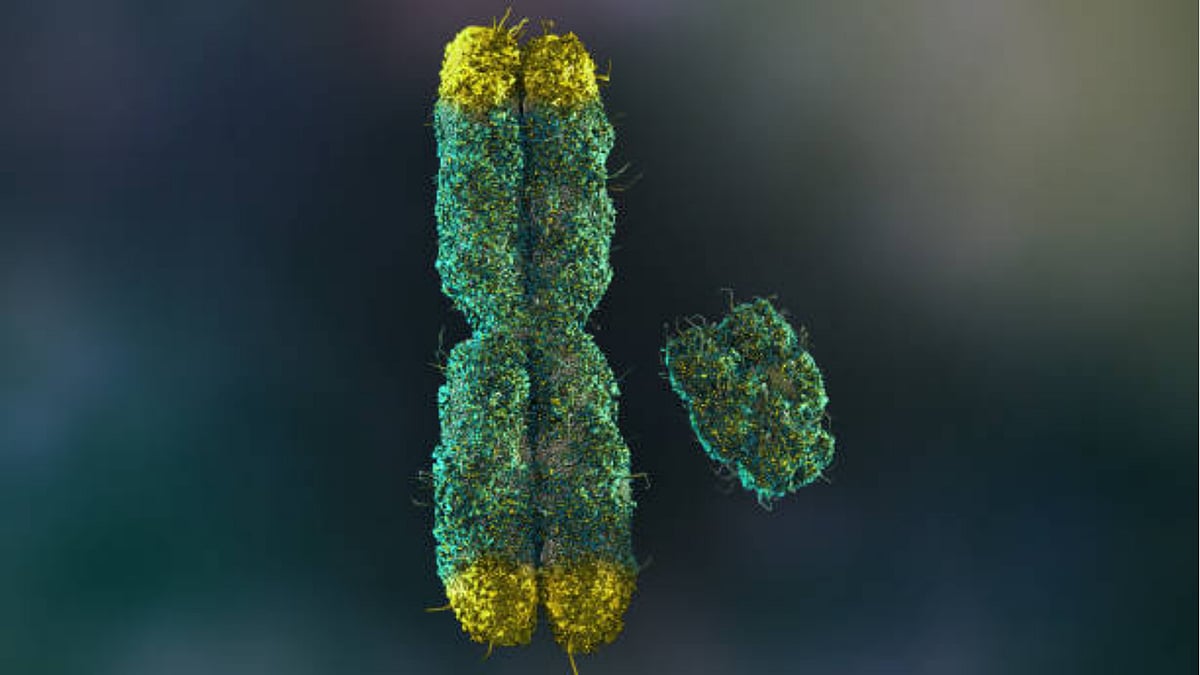 y chromosomes shrinking study