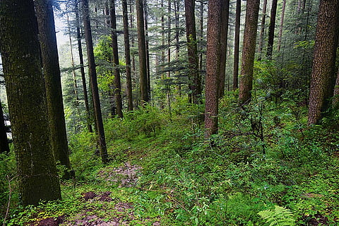 The forest where Gudiya’s body was found