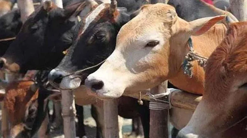 Cows die in punjabs phagwara