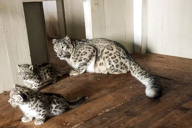 Newborn snow leopards at the Padmaja Naidu Himalayan Zoological Park, in Darjeeling