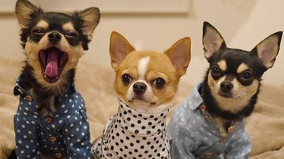 Pinterest : Representative image