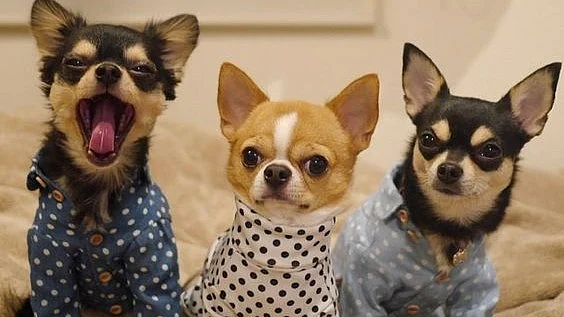 Chihuahua, pets