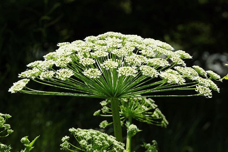 Giant hogweed