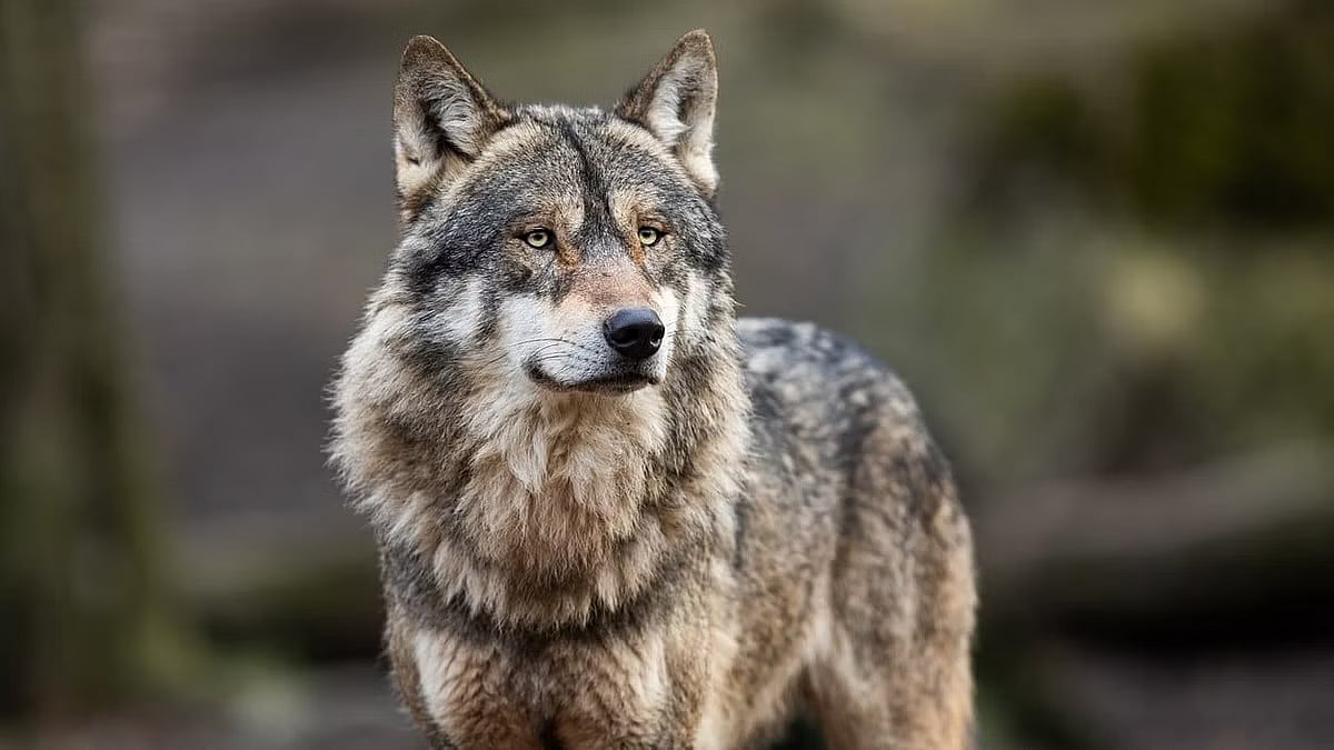 Wolf attacks leaves child dead in UP.(Representational image) |