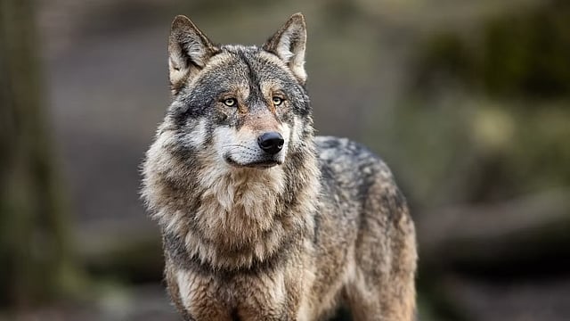 Fresh Wolf Attack In UP’s Bahraich  Leaves Minor Dead, 2 Women Injured