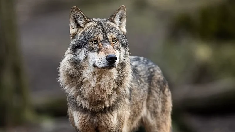 Wolf attacks leaves child dead in UP.(Representational image) |