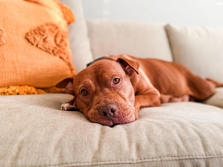 Agonies Of The Voiceless: Laws In India Against Animal Cruelty - X/@15outof10