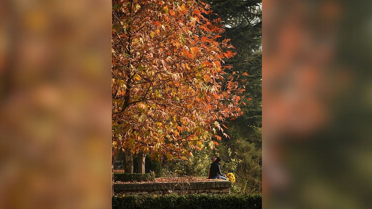 A Chinar Tree (Representational Photo)